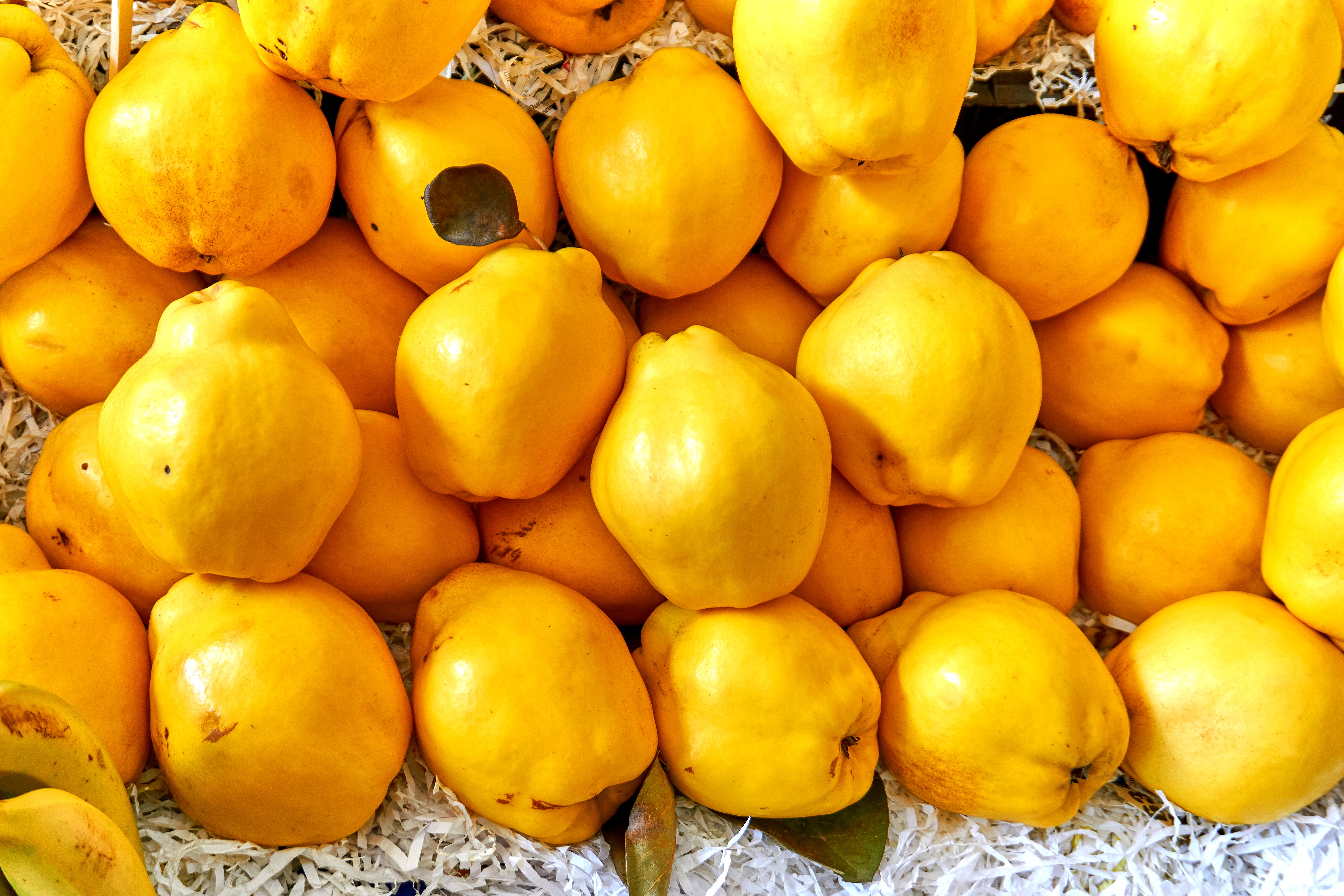 Membrillo fresco