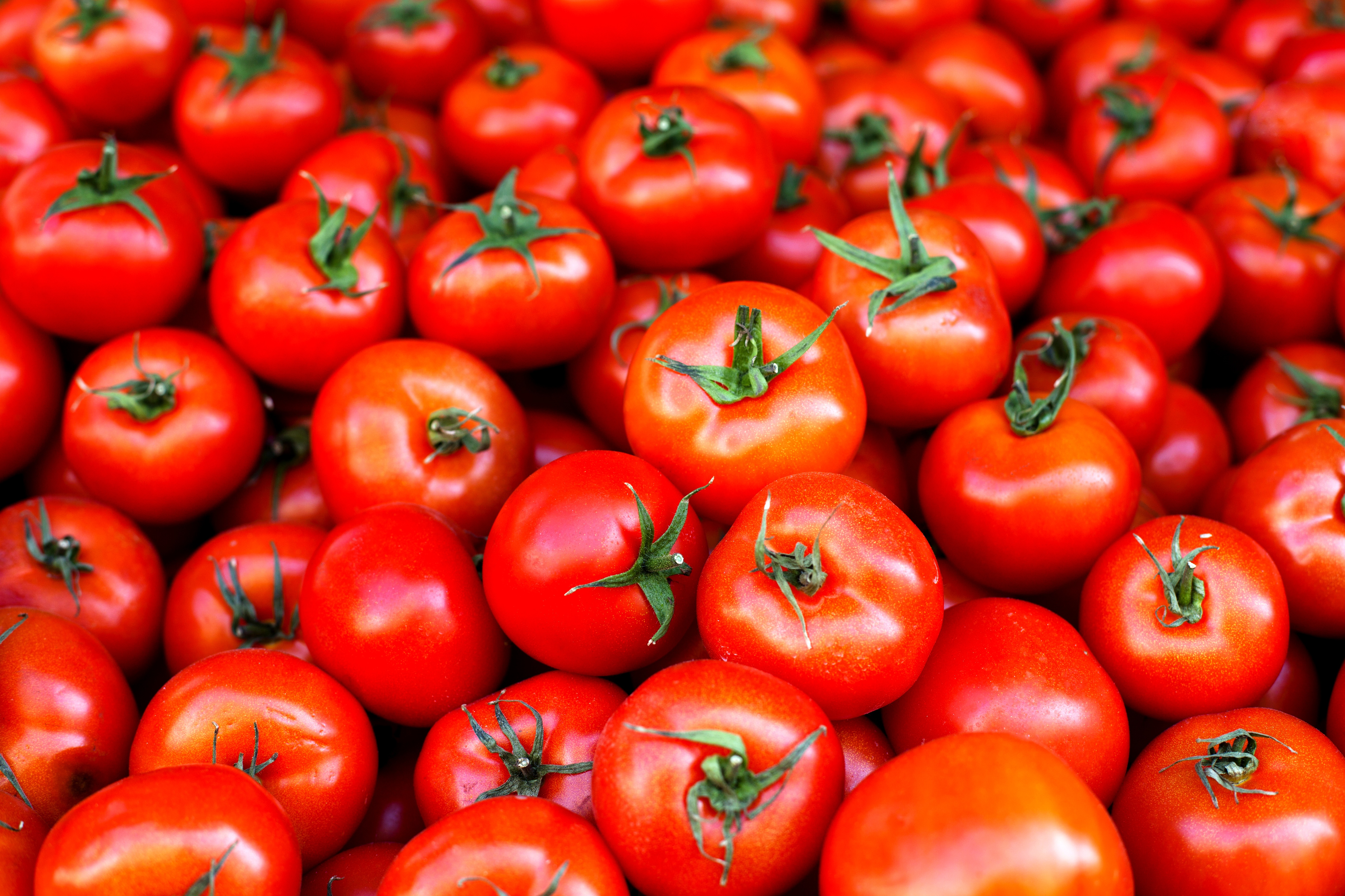 Tomates frescos