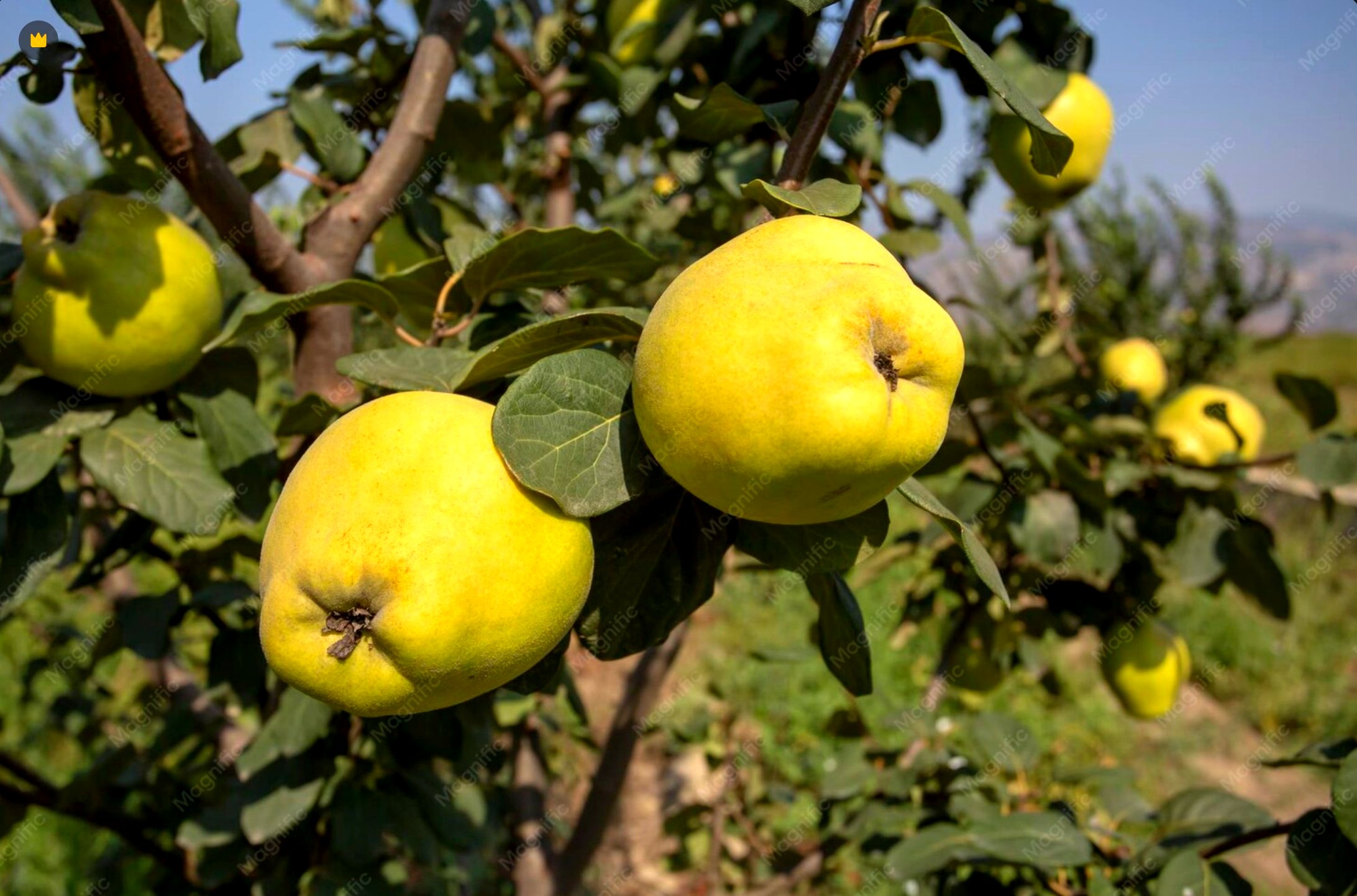 Membrillo árbol
