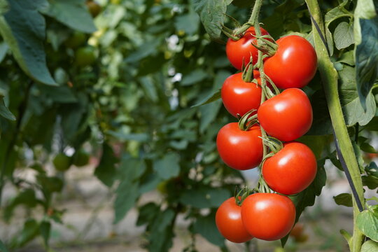 Tomates en planta