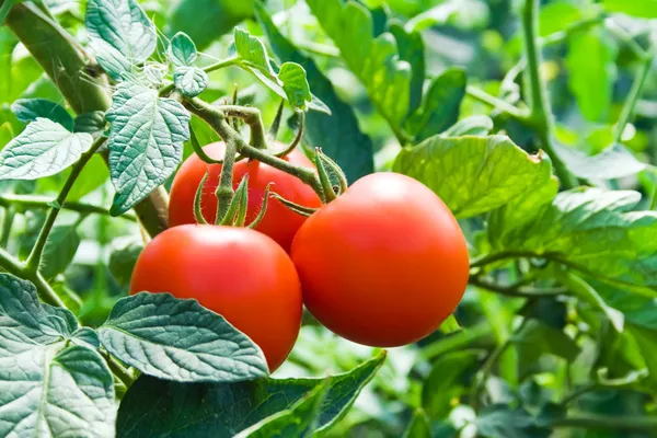 Tomates frescos